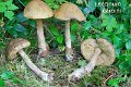 Leccinellum pseudoscabrum-amf349
